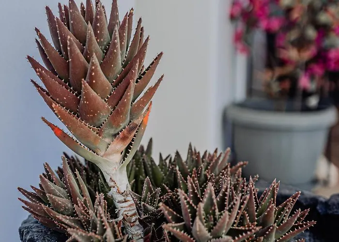 La Belle Vie - Santorini - Adults Only Apartamento